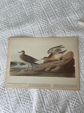 🖤5/$25 Vintage Bird Print - Buff-Breasted Sandpiper Wall Art (Brown, Unbranded)